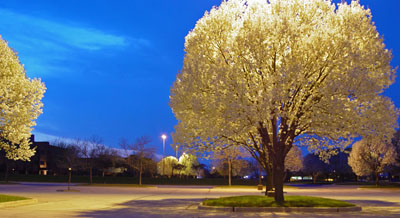 Spring at Night